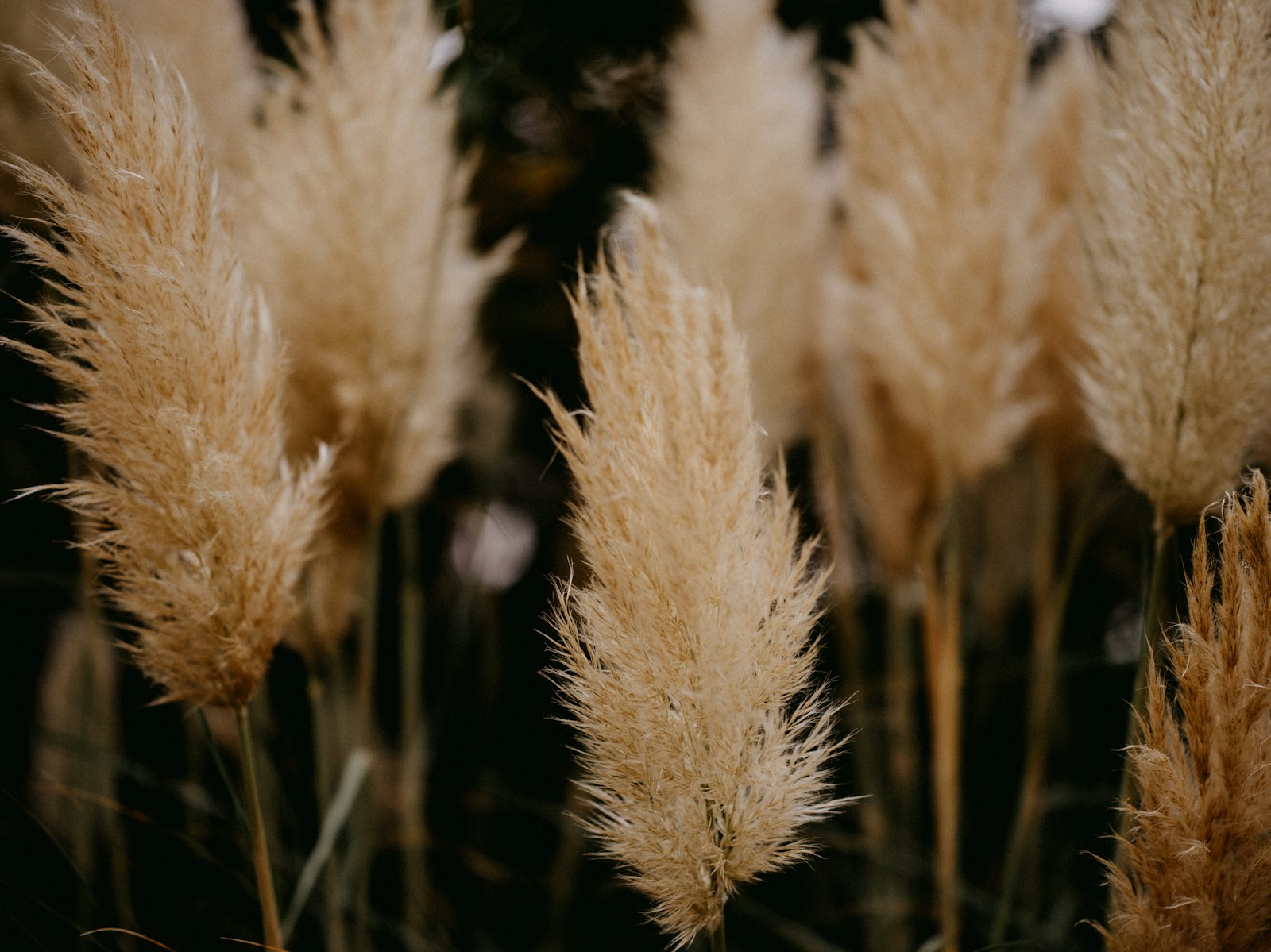 Pampas bunch