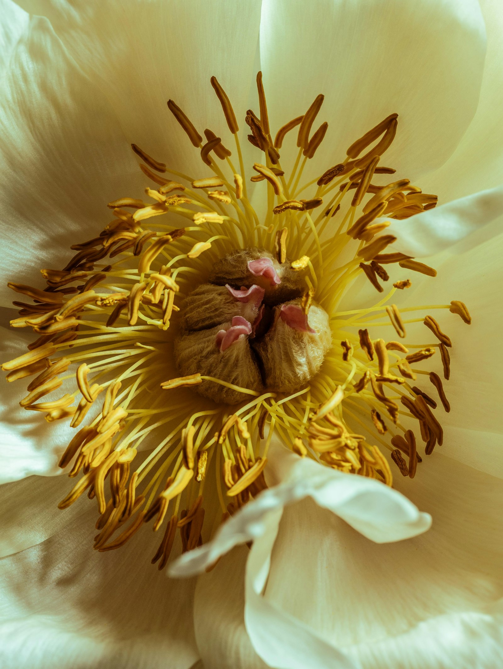 White peony against an orange background