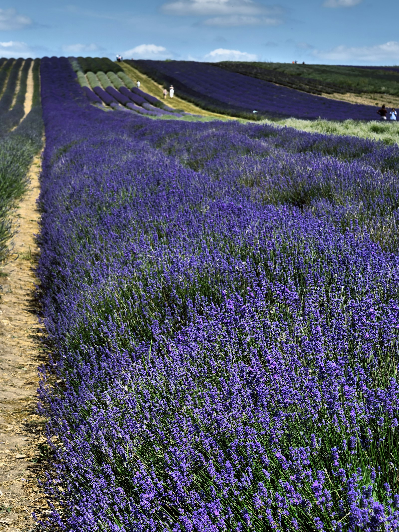 Rows of blooming lavender fields under a blue sky