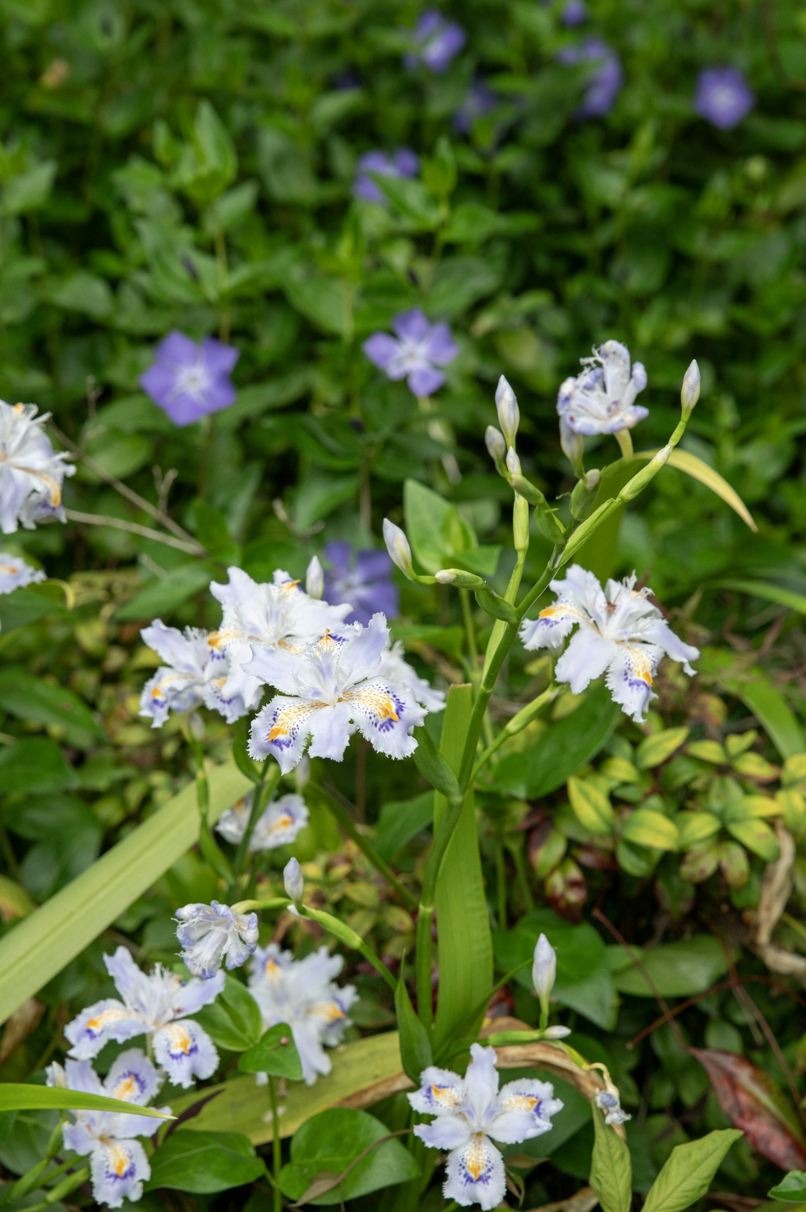 Purple irises blooming amongst green foliage