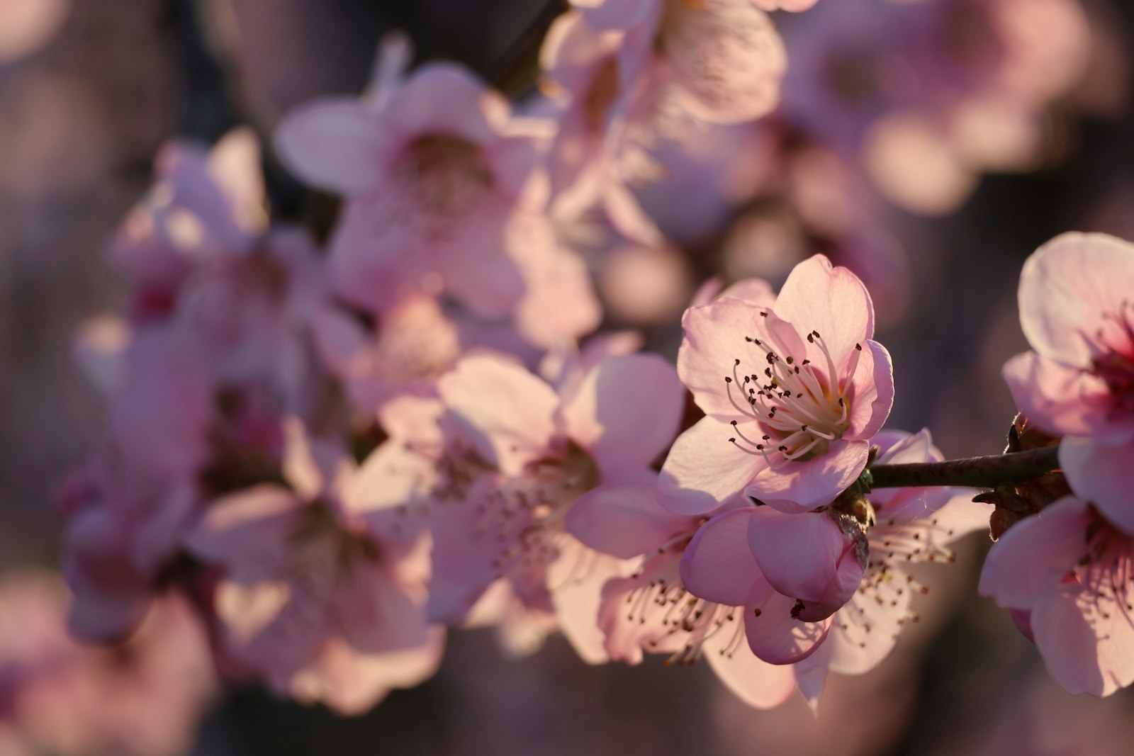 Cherry blossom branch