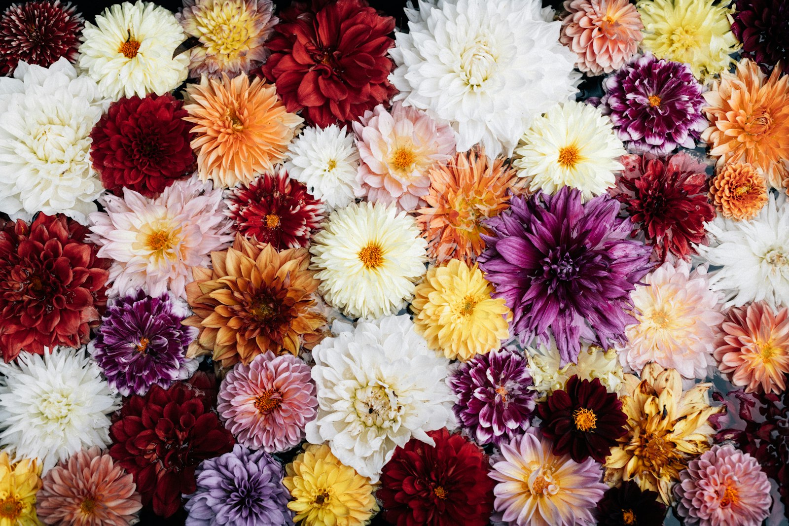 Dahlia arrangement