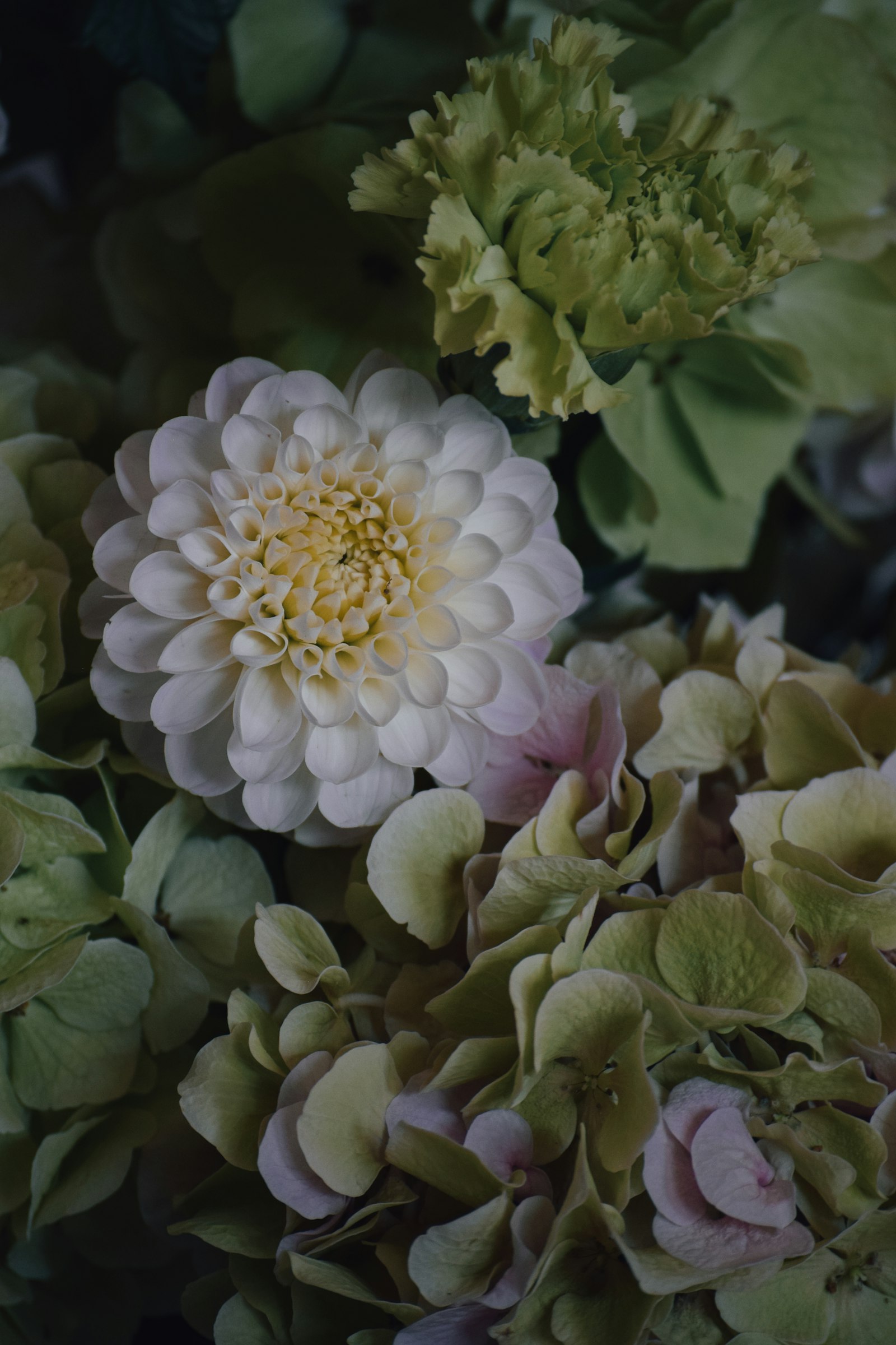 White dahlia