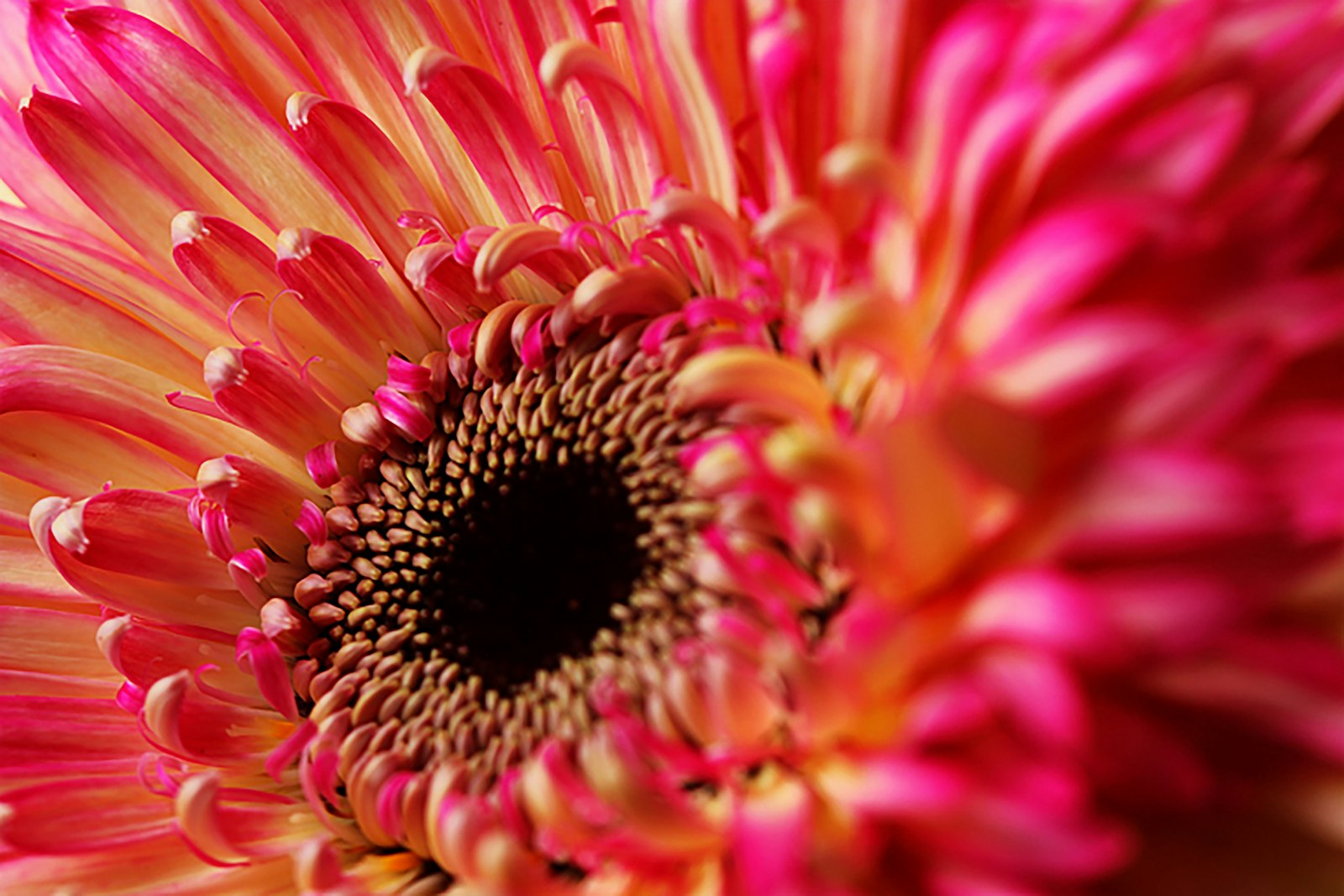 Gerbera daisy